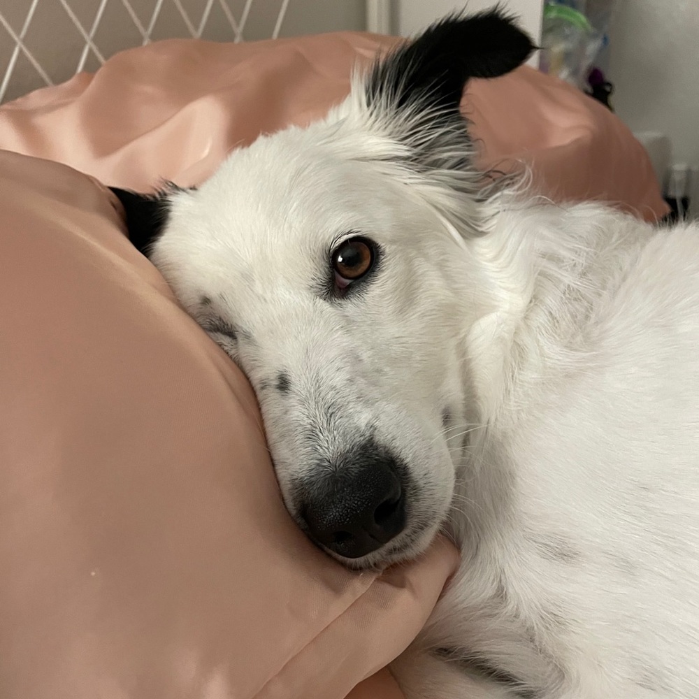 Meet your Posher, Nissa